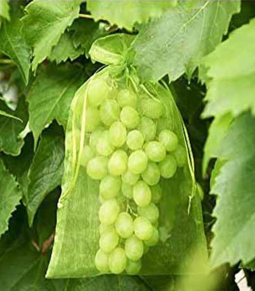 Ochranné vrecko na ovocie BOTRA, extra 20x30 cm 25 kusov